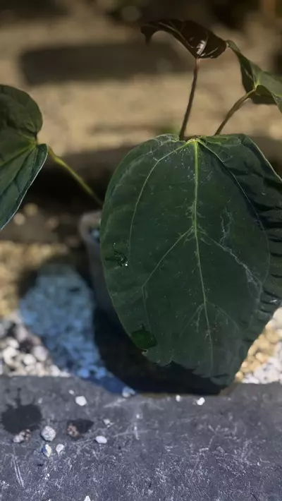 plant/Tezula BVEP F2 Sport w/blister var.-1-thumbnail