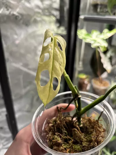 plant/Adansonii NOID-0-thumbnail