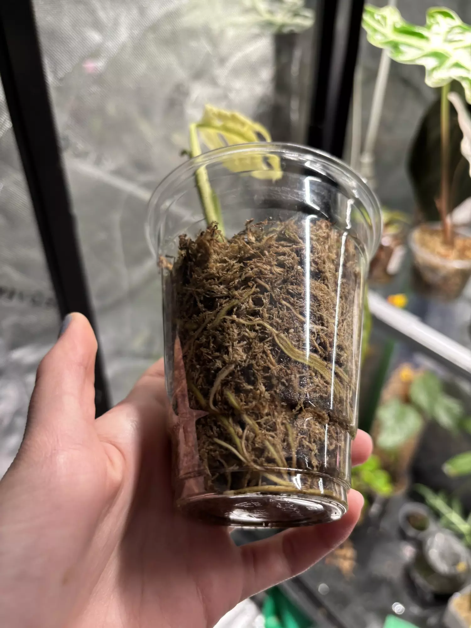 plant/Adansonii NOID-1