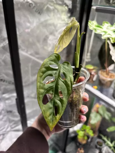 plant/Adansonii NOID-3-thumbnail