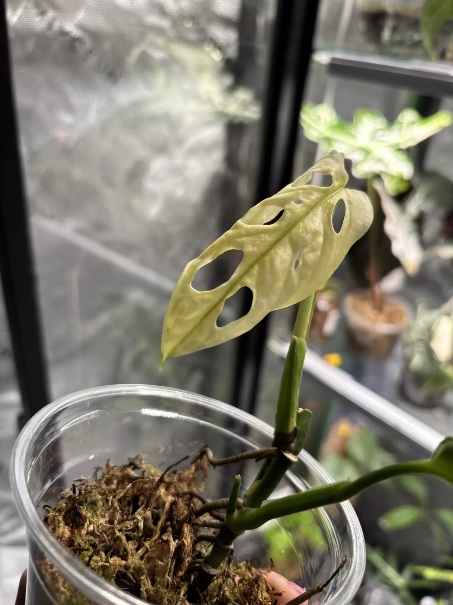 plant/Adansonii NOID-4