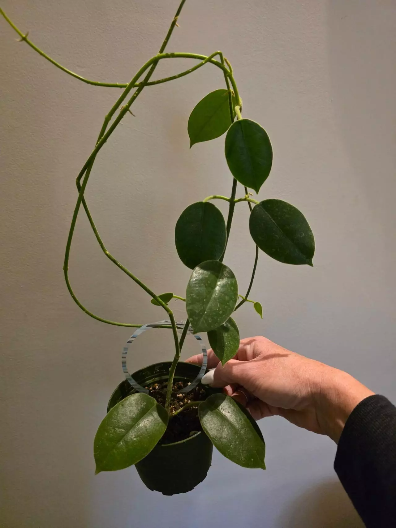 plant/Hoya Lost tag-1