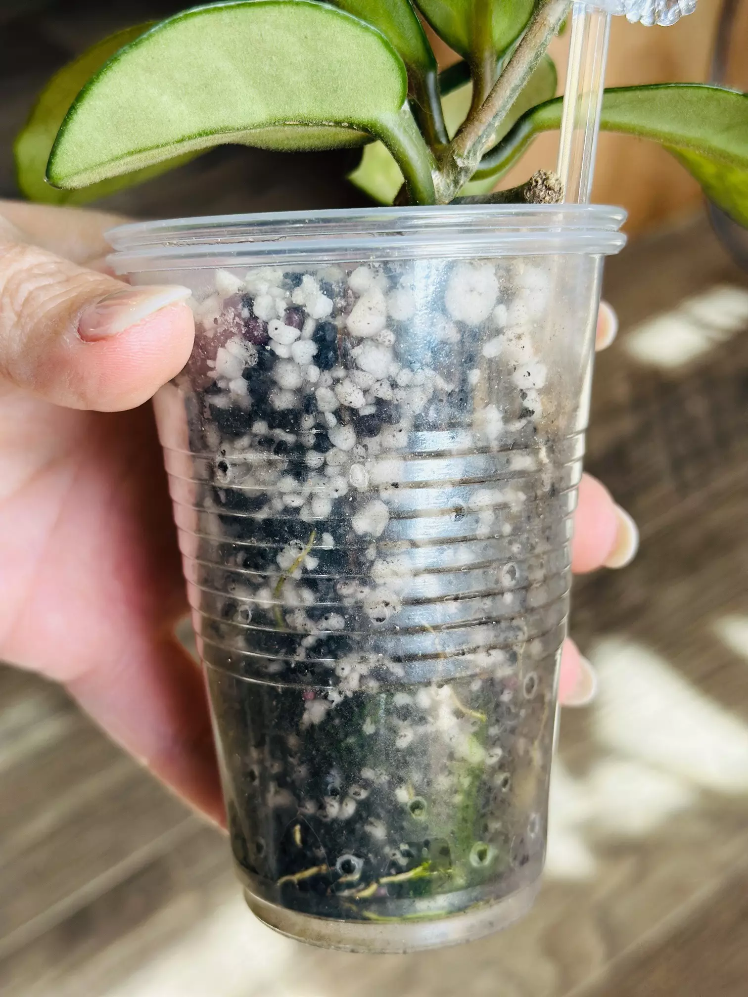 plant/Hoya Madara Green Edge (whole plant)-2