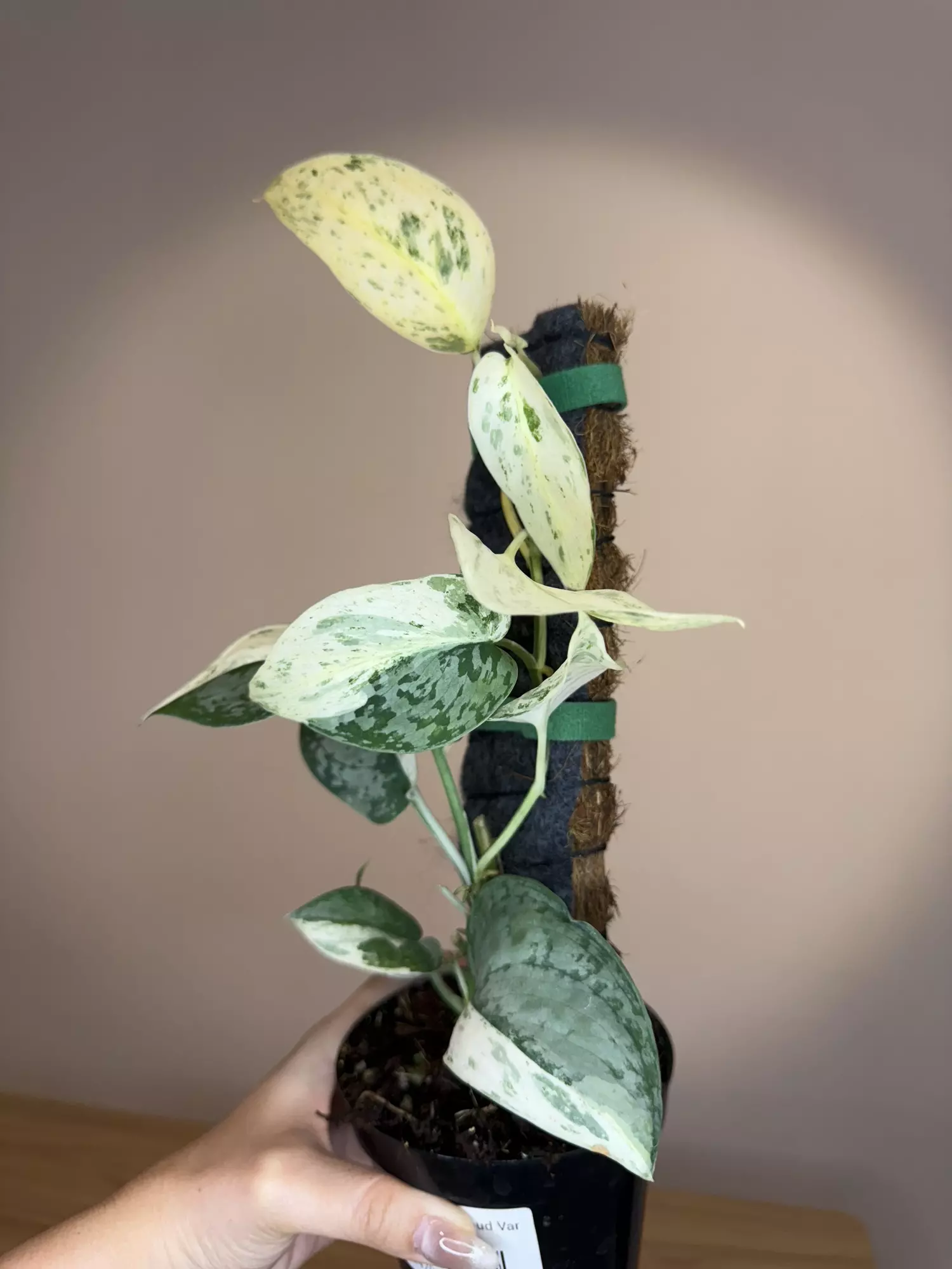 plant/Scindapsus silver cloud -0