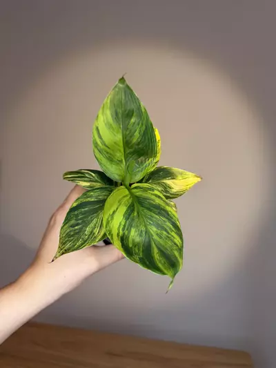 plant/Musa banana yellow -0-thumbnail