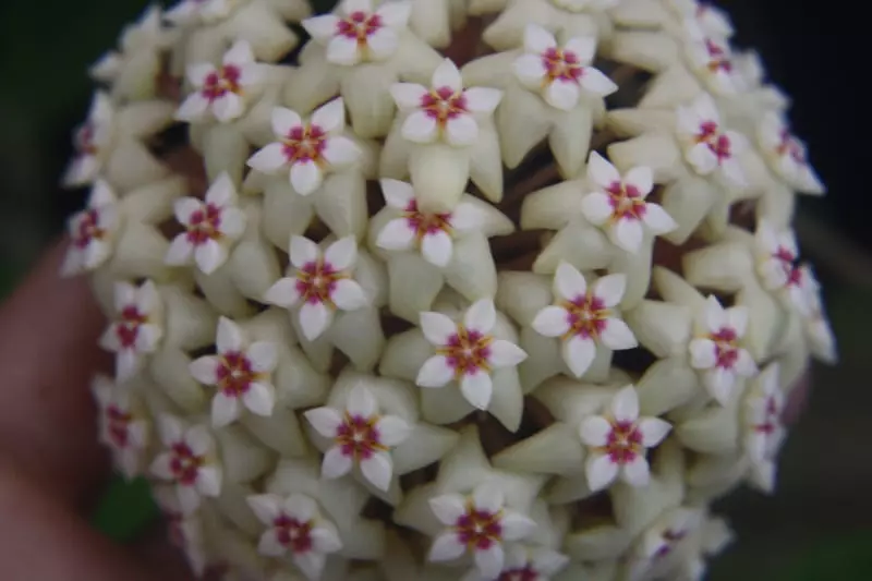 plant/Hoya rigida IML 1529 (B) big dimples leaves, fragrant flowers-2