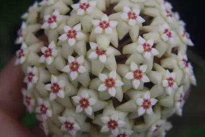 plant/Hoya rigida IML 1529 (B) big dimples leaves, fragrant flowers-2-thumbnail