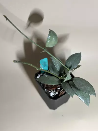 plant/H. lacunosa silver pearl-0-thumbnail