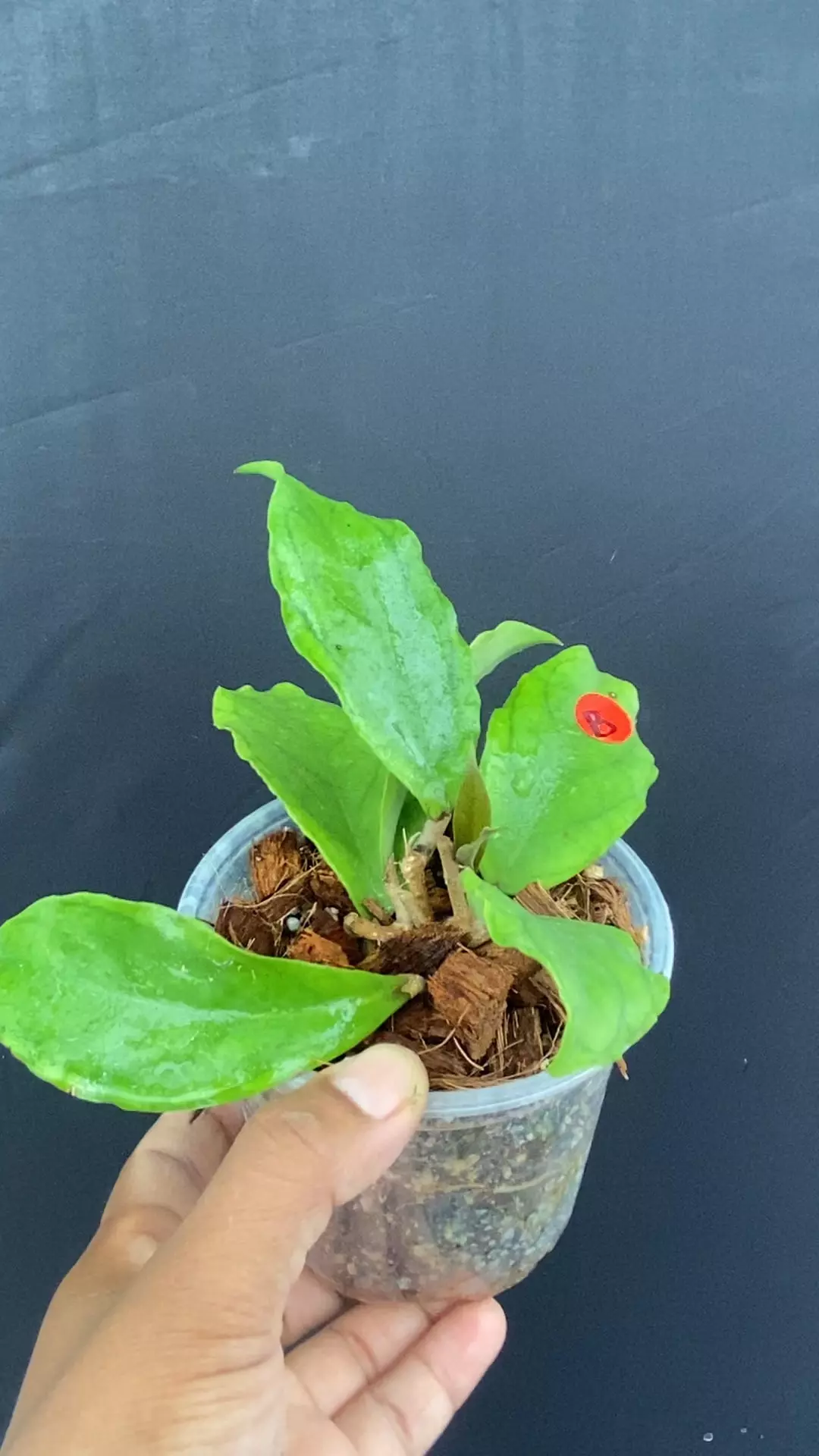plant/Hoya Breelyn SMS (estrellaensis x incrassata) spice scent and good bloomer-0