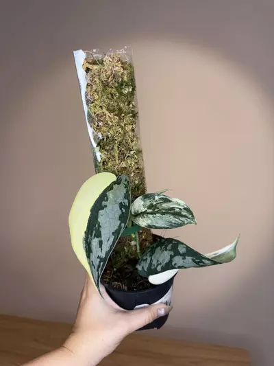 plant/Scindapsus Mayari-0-thumbnail