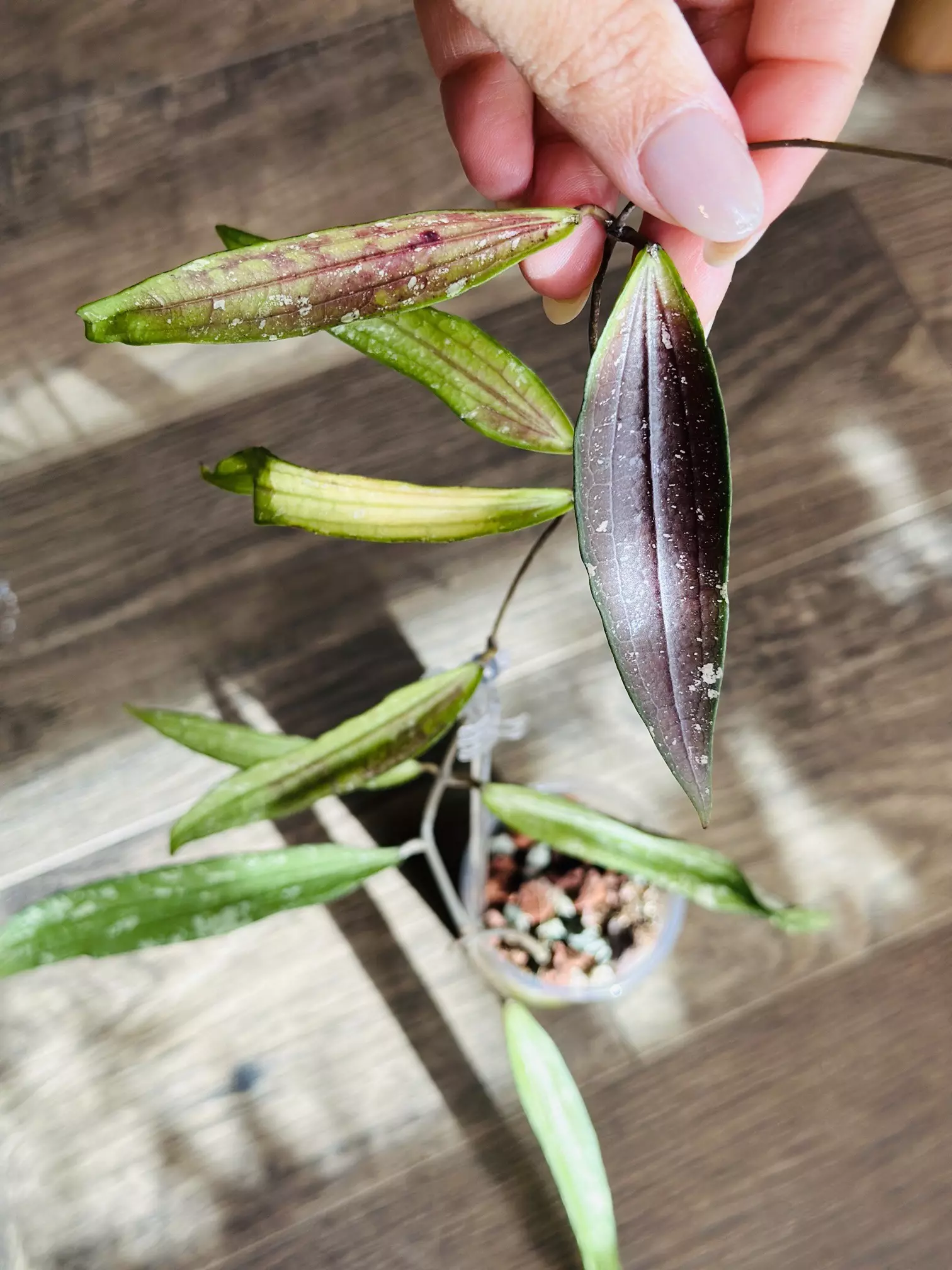 plant/Hoya Bengkulu “Rindu Rafflesia” (Whole Plant)-0