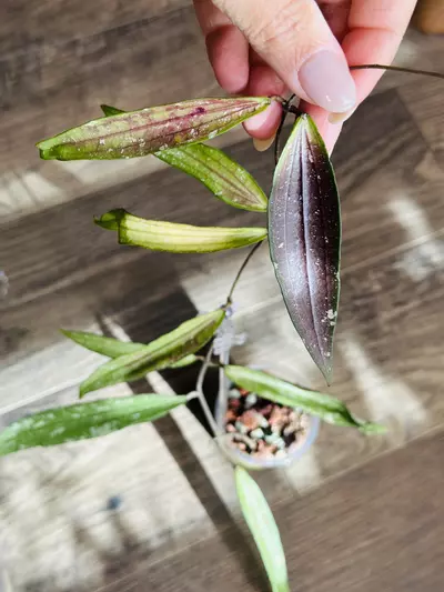 plant/Hoya Bengkulu “Rindu Rafflesia” (Whole Plant)-0-thumbnail