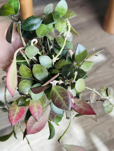 plant/Hoya Sipitangensis-1-thumbnail