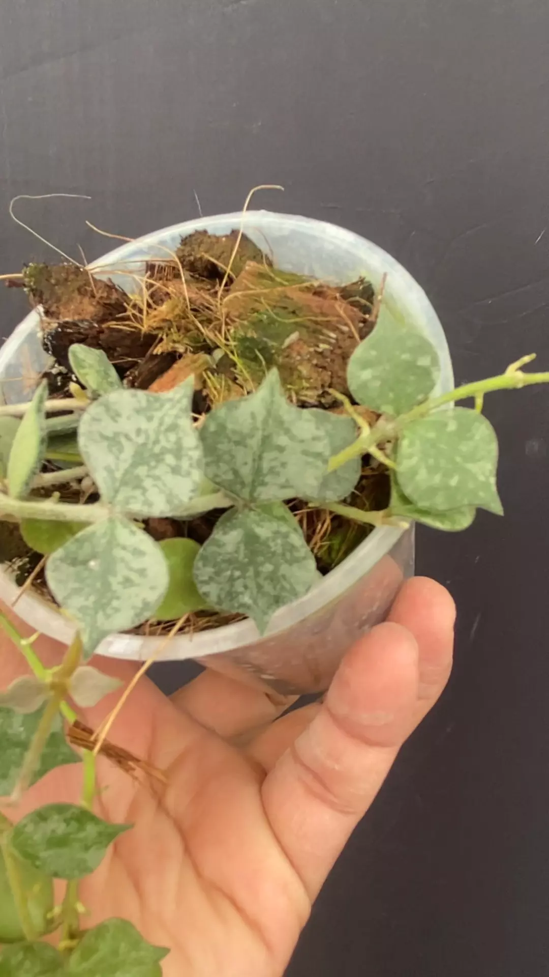 plant/Hoya curtisii (came from Ted Greens collection) splashy-0