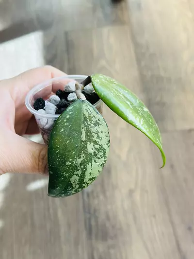 plant/Hoya Thien Phuc “Low Var”-1-thumbnail
