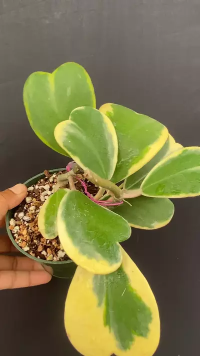 plant/Hoya kerrii outer variegated-0-thumbnail