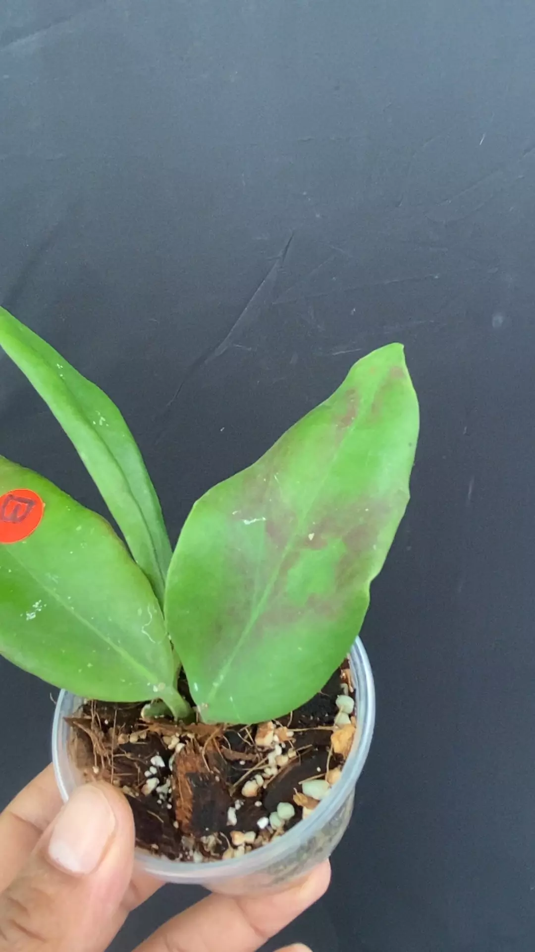 plant/Hoya minahassae IML 1863 (Pleasant mild fragrance) b-0