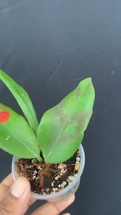 plant/Hoya minahassae IML 1863 (Pleasant mild fragrance) b-0-thumbnail