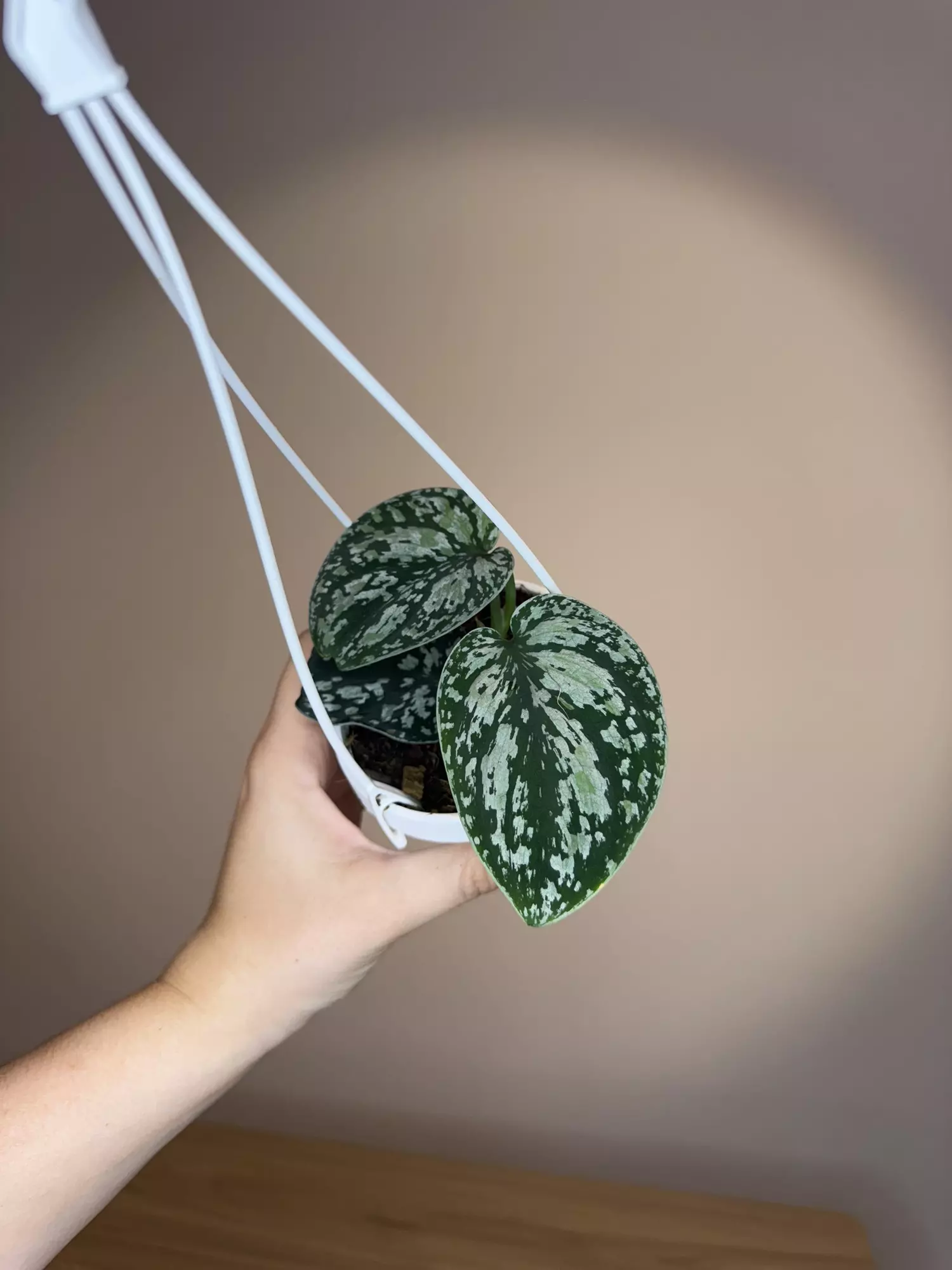 plant/Scindapsus tricolor-0