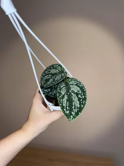 plant/Scindapsus tricolor-0-thumbnail