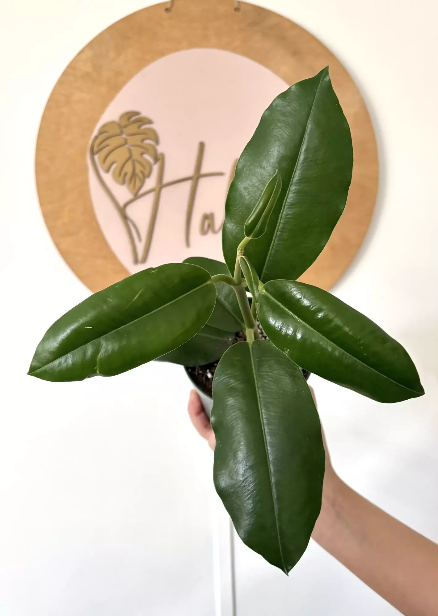 plant/#3101 Hoya imperialis ‘Alba’ -0