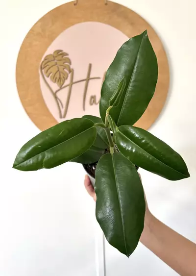 plant/#3101 Hoya imperialis ‘Alba’ -0-thumbnail