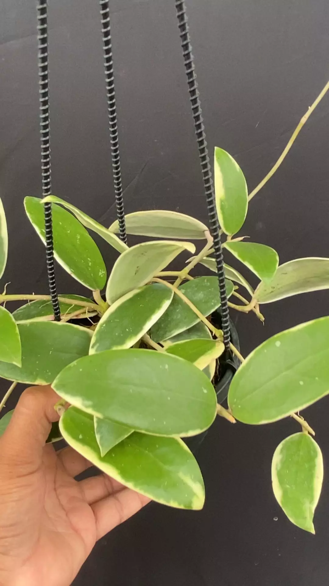 plant/Hoya verticillata outer variegated nice 4” Hanging basket (fragrant flowers and easy to grow)-0