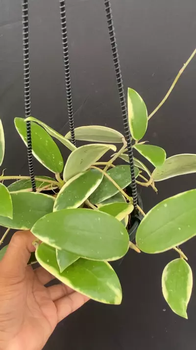 plant/Hoya verticillata outer variegated nice 4” Hanging basket (fragrant flowers and easy to grow)-0-thumbnail