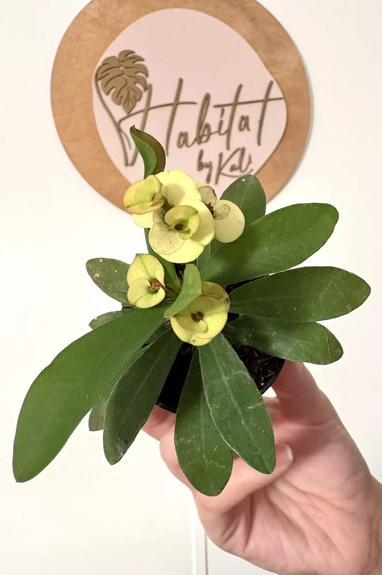 plant/#3192 Euphorbia millii -0