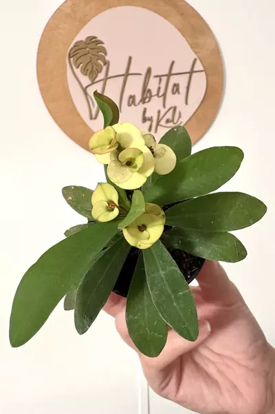 plant/#3192 Euphorbia millii -0-thumbnail