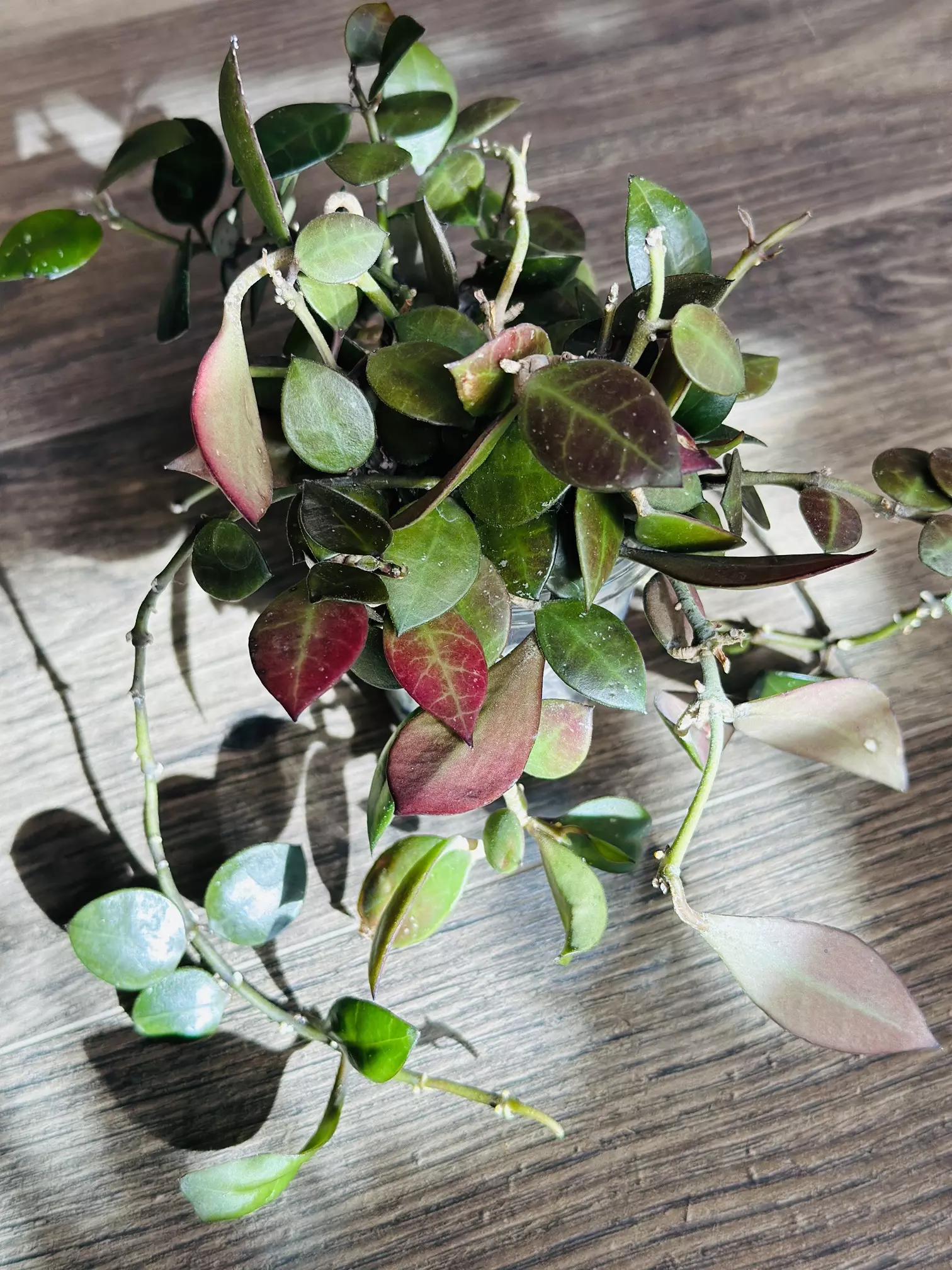 plant/Hoya Sipitangensis-0