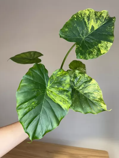 plant/Alocasia gageana aurea -0-thumbnail