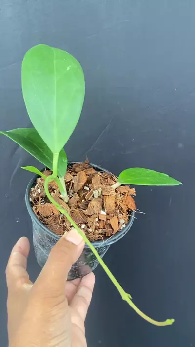 plant/Hoya subquintuplinervis X unknown (fka pachyclada)-0-thumbnail
