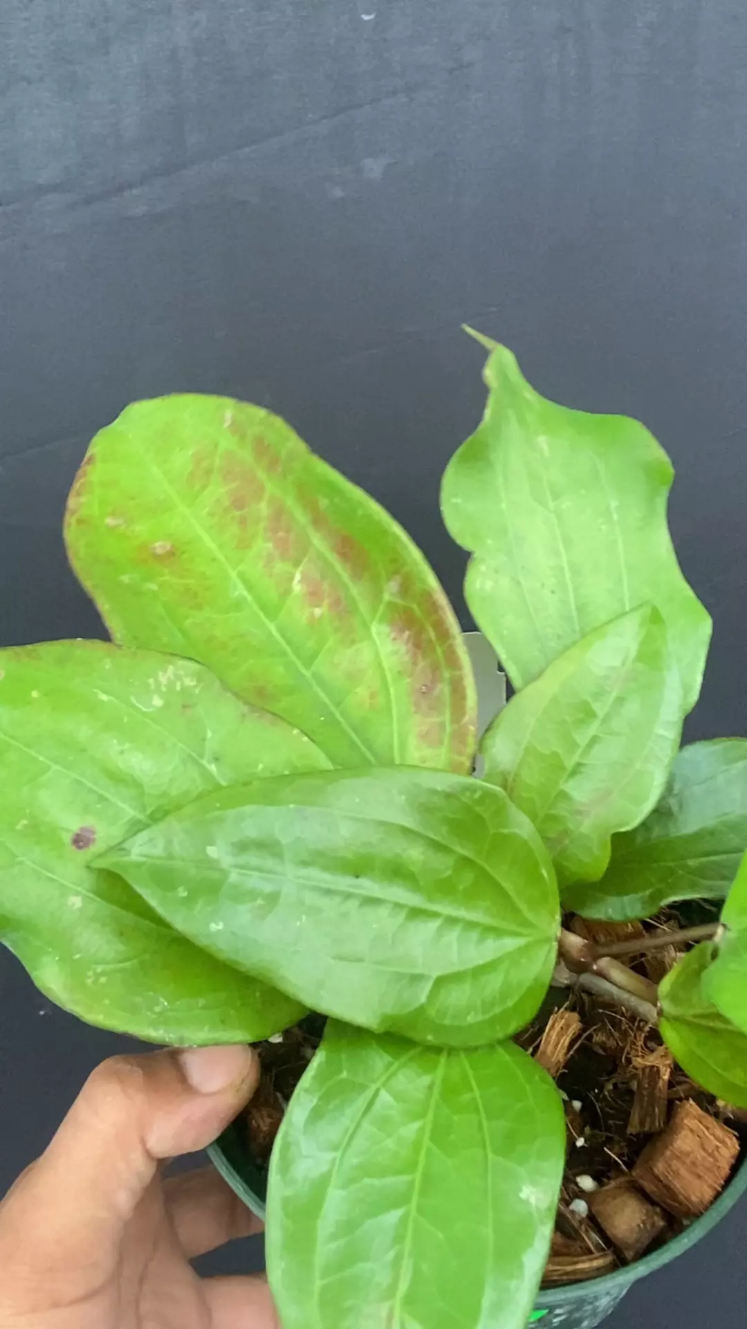 plant/Hoya rigida IML 1529 (B) big dimples leaves, fragrant flowers-0