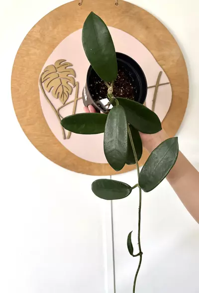 plant/#3053  Hoya meliflua -0-thumbnail