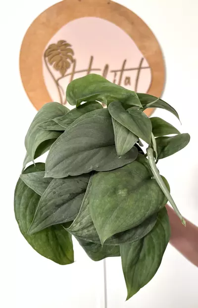 plant/#3211 Scindapsus platinum -0-thumbnail