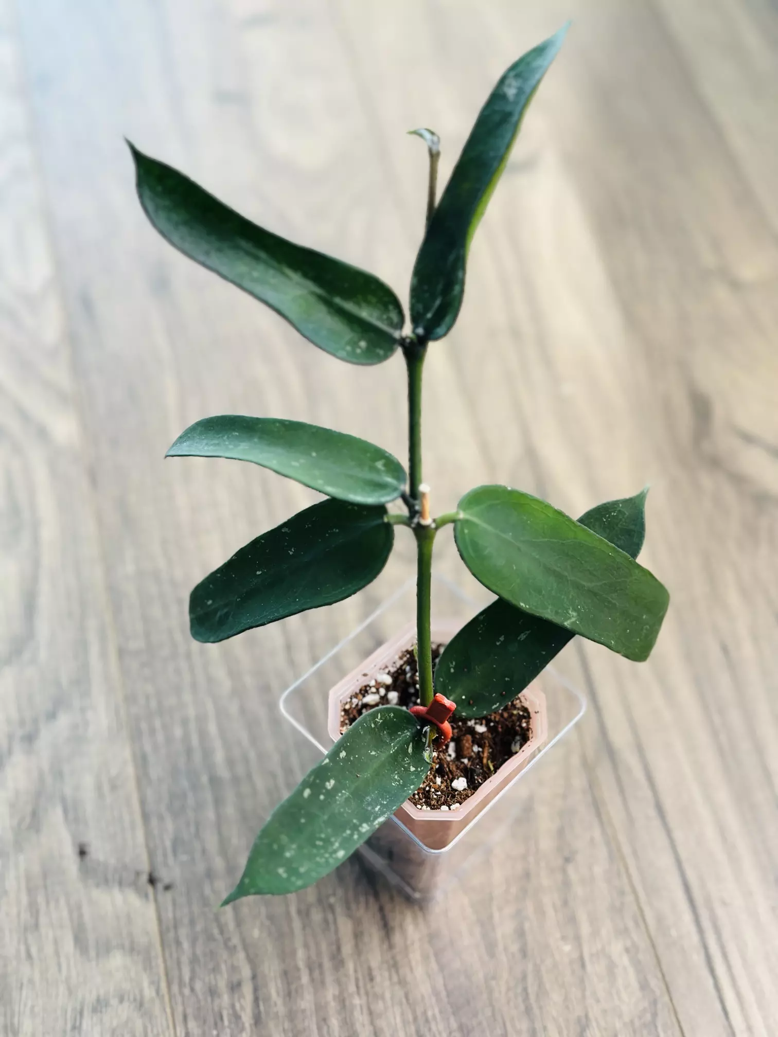 plant/Hoya Pandurata -0