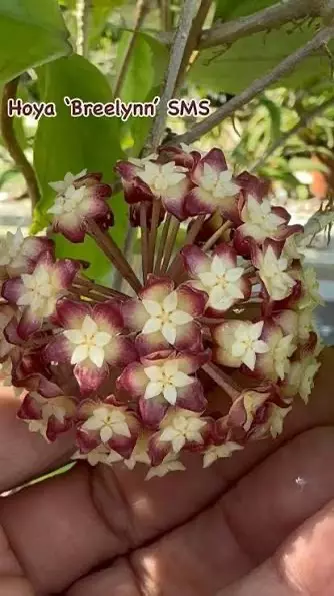 plant/Hoya Breelyn SMS (estrellaensis x incrassata) spice scent and good bloomer-1-thumbnail