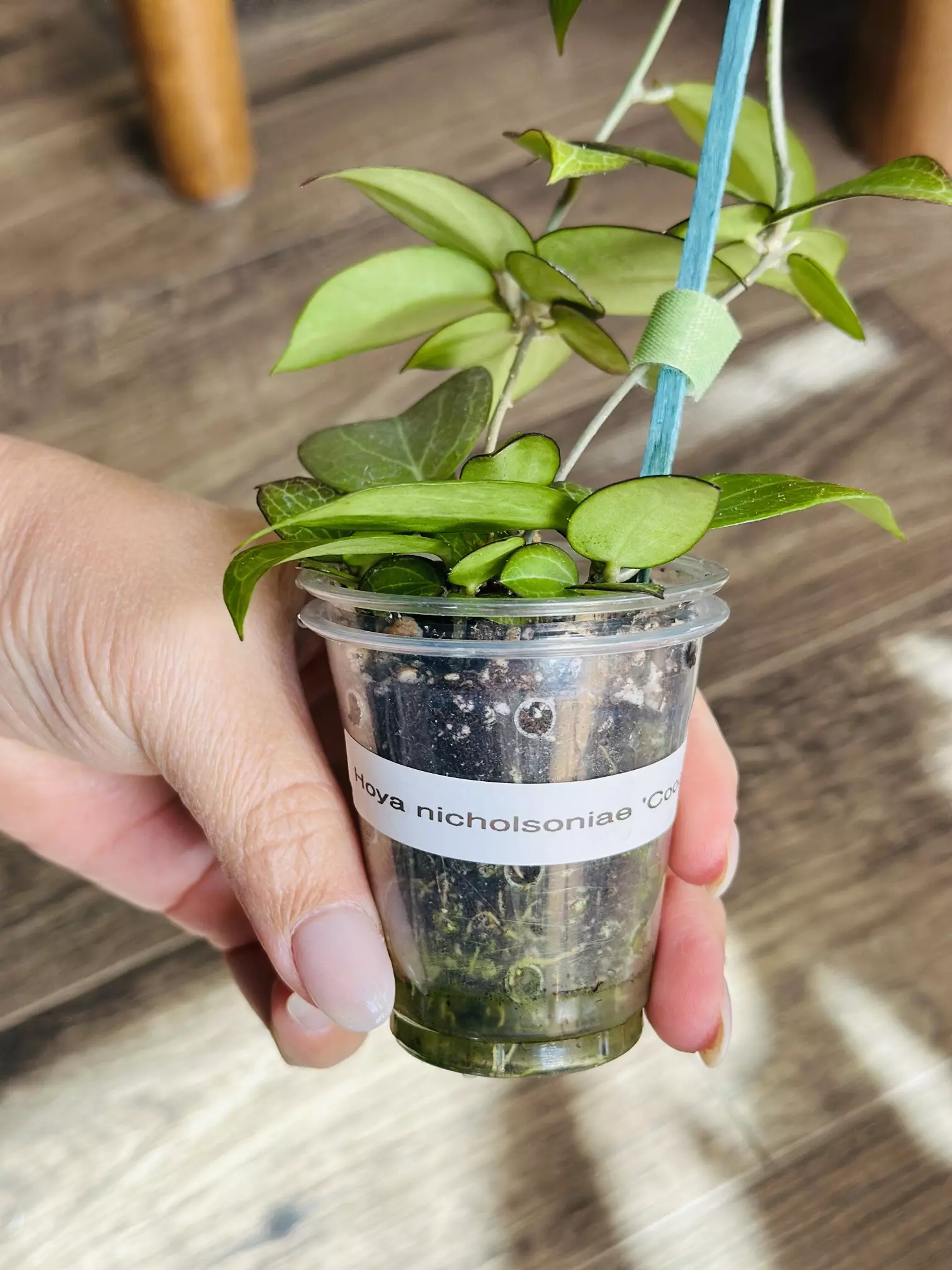 plant/Hoya Nicholsoniae “Coopers Creek”-2