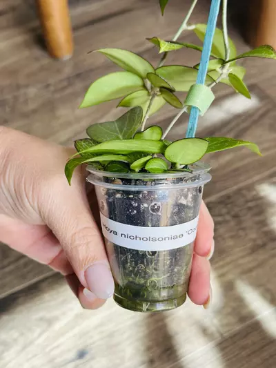 plant/Hoya Nicholsoniae “Coopers Creek”-2-thumbnail