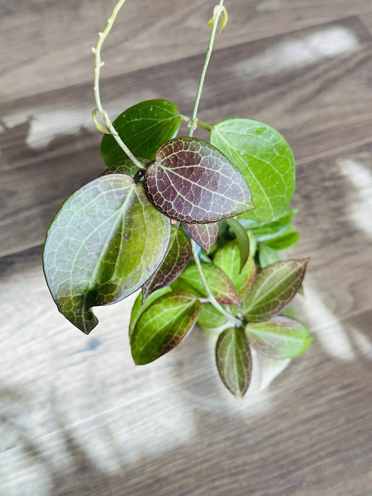 plant/Hoya Nicholsoniae “Coopers Creek”-0