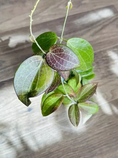 plant/Hoya Nicholsoniae “Coopers Creek”-0-thumbnail