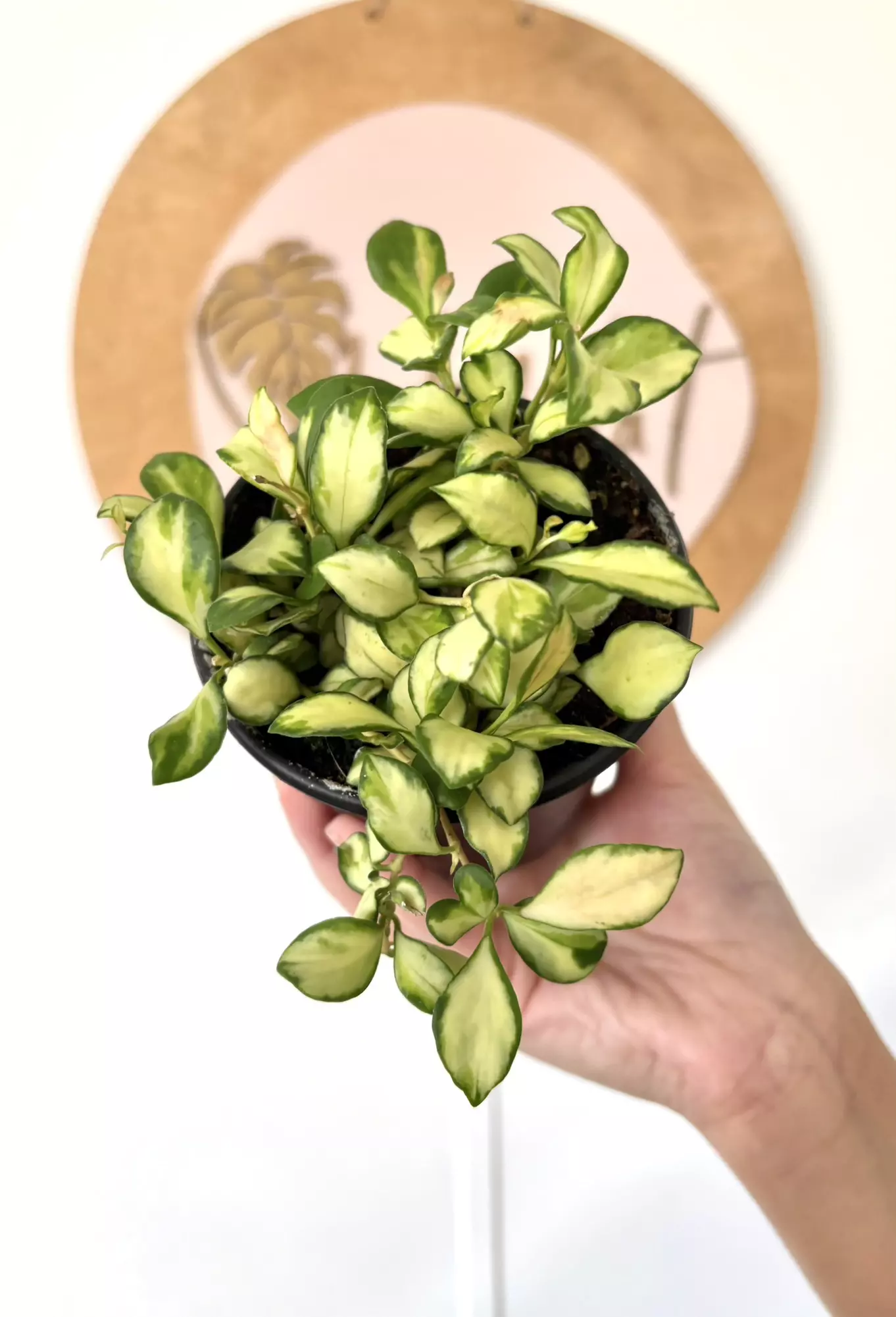 plant/#3178 Hoya heuschkeliana Variegated -0