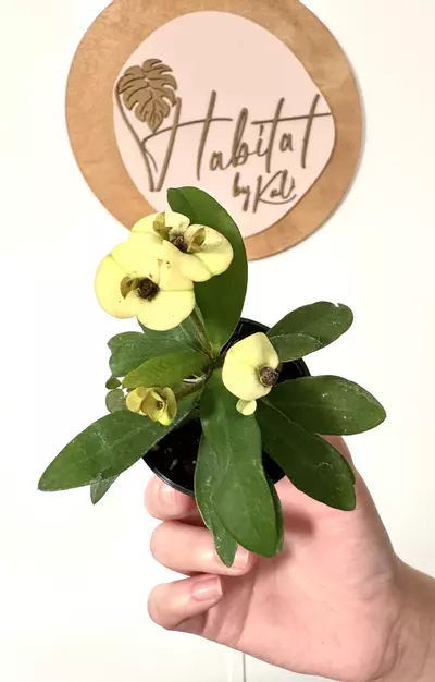 plant/#3193 Euphorbia millii-0-thumbnail