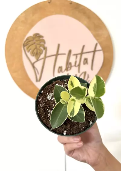 plant/#3169  Hoya cumingiana Variegated -0-thumbnail