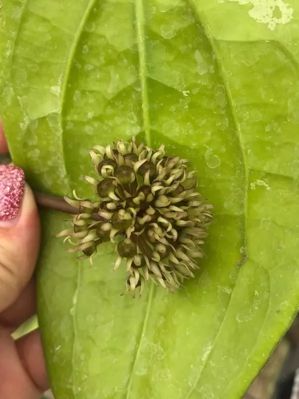 plant/Hoya rigida IML 1529 (B) big dimples leaves, fragrant flowers-1