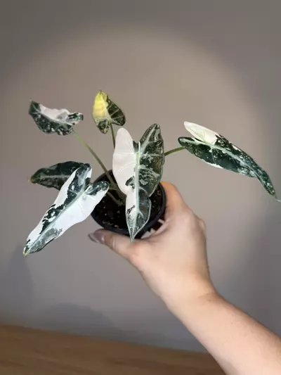 plant/Alocasia bambino pink high var-0-thumbnail