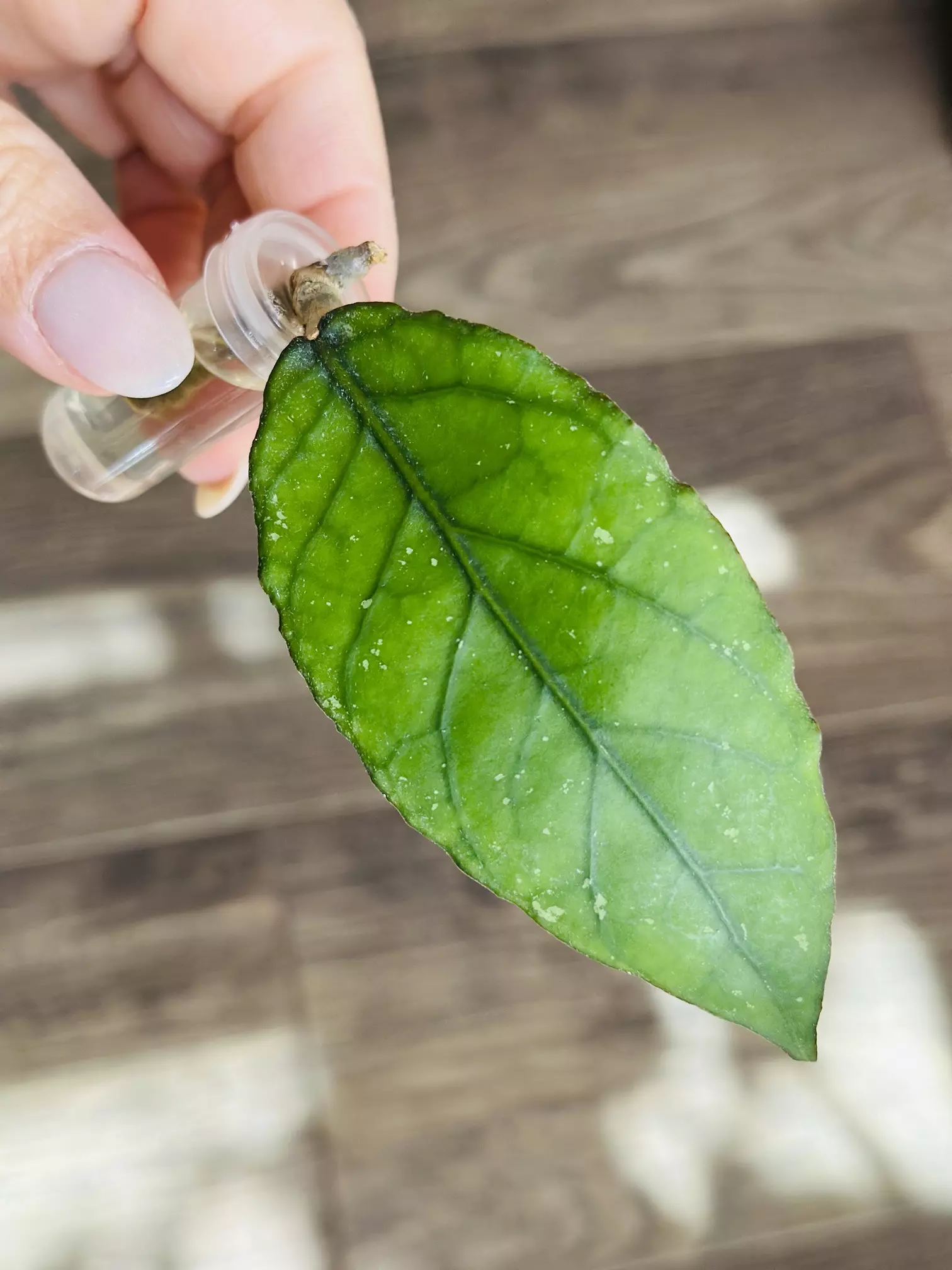 plant/🐉Hoya Dragon Egg 🥚-0