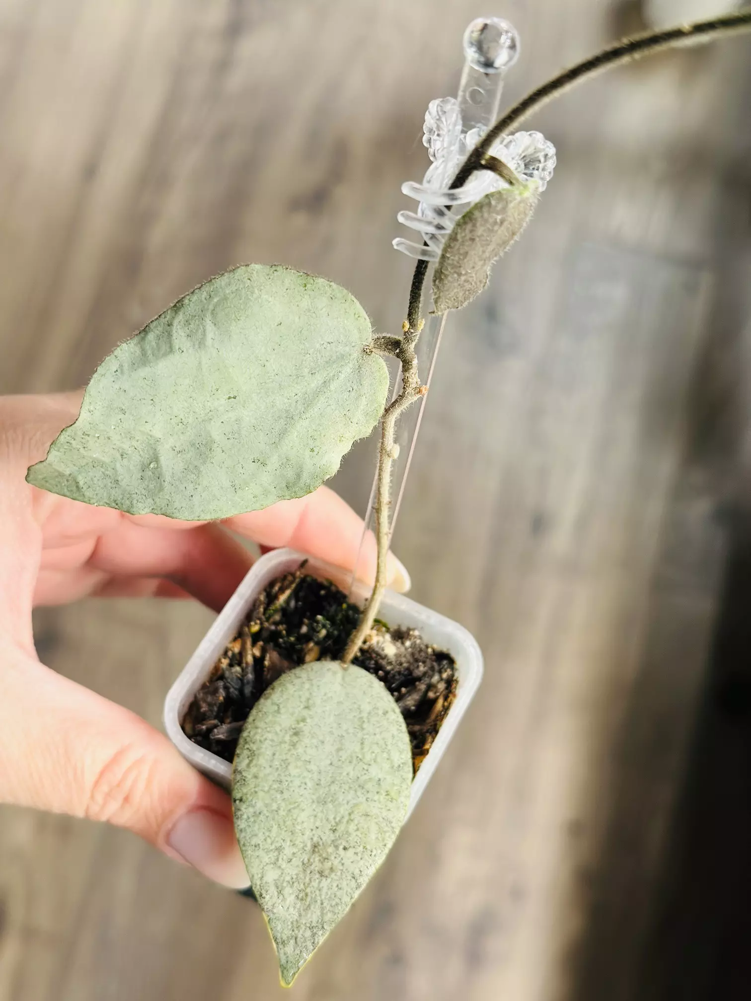 plant/🦄 Hoya Caudata Argene🦄(Whole Plant)-0