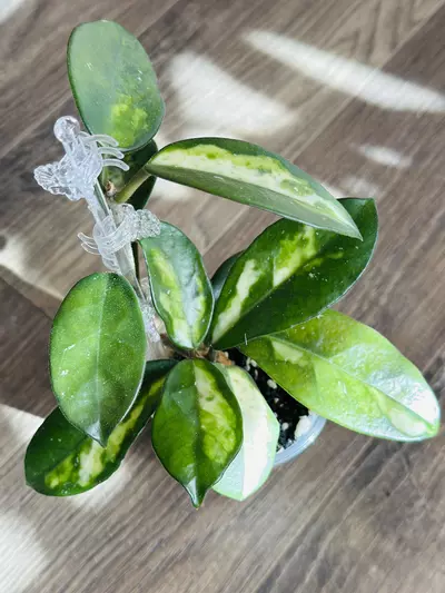 plant/Hoya Madara Green Edge (whole plant)-1-thumbnail